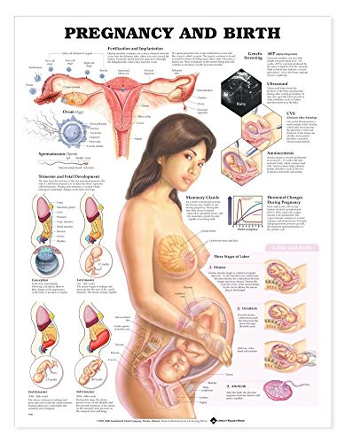 Pregnancy And Birth