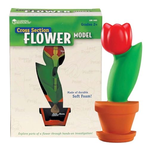 Learning Resources Modello Di Fiore Con Sezione Trasversale
