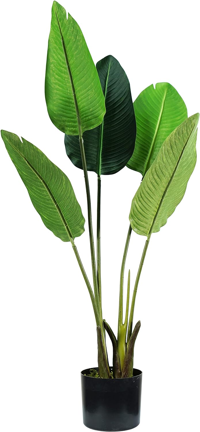 P2150597 - pianta strelitzia 5 foglie