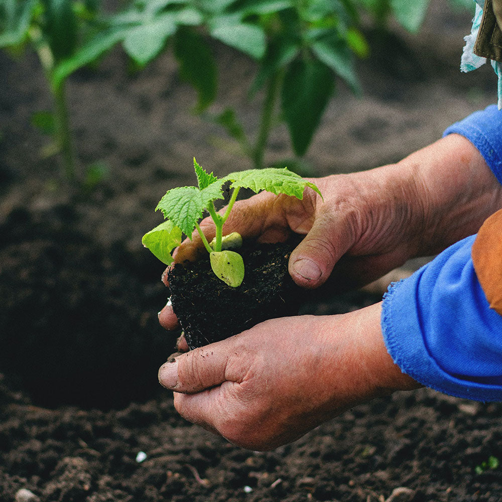 Kit-orto in crescita, con semi,biostimolante e concime organico per ortaggi in agricoltura biologica