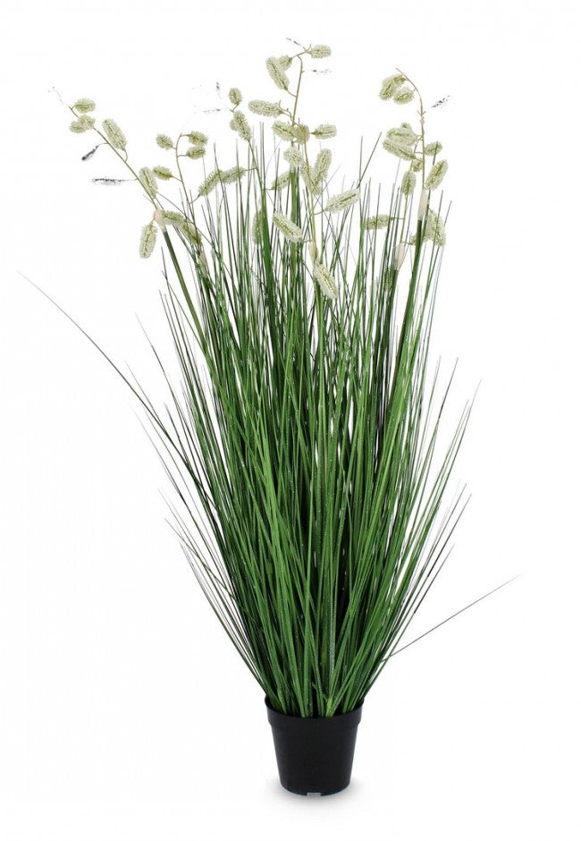 Pianta grevillea bianca con vaso x7f h120 (4 pezzi) - arbusti e ciuffi
