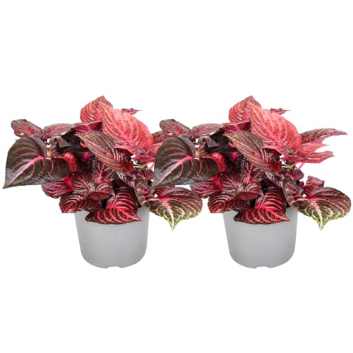 Plant In A Box - Iresine Herbstii 'Red' - Set Di 2 - Pianta A Bacchetta Rosso - Pianta D'Appartamento - Vaso 13Cm - Altezza 20-30Cm