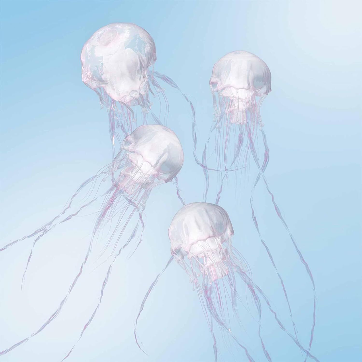 Scandal Luminous (CD) Album