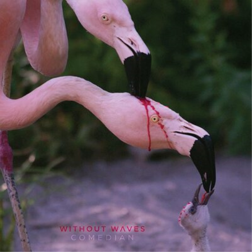 Without Waves Comedian (CD) Album