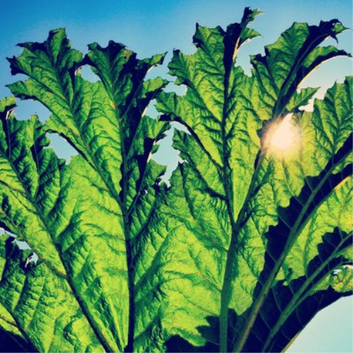 Pfarmers Gunnera (CD) Album