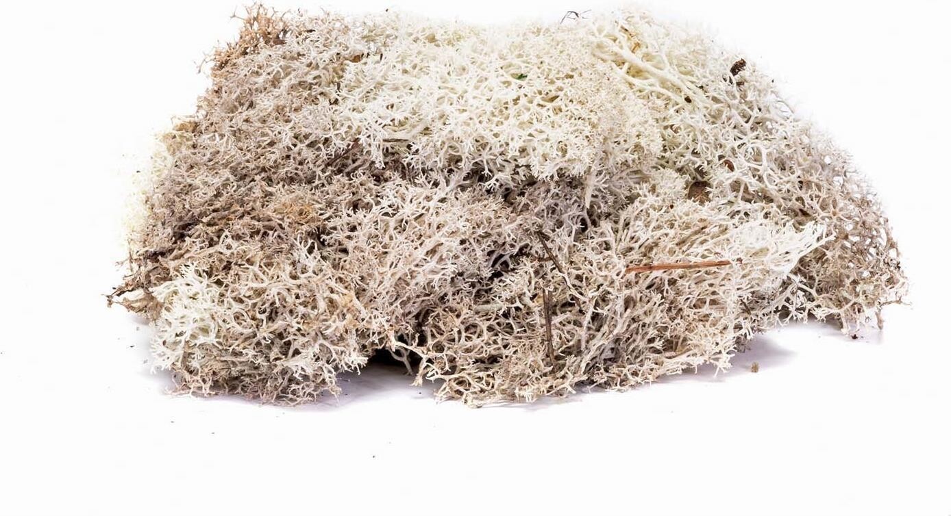 Hornby: Lichen - Stone Grey (Accessori Per Plastici) -