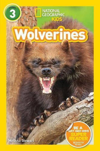 Melissa Stewart National Geographic Kids Readers: Wolverines (L3) (Tascabile)