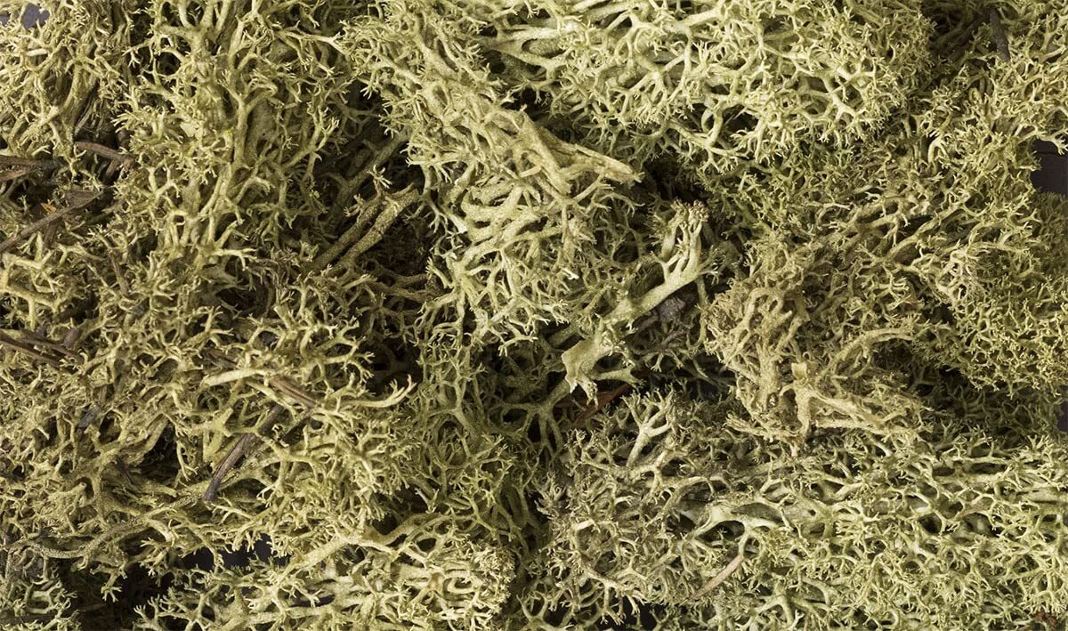 Woodland Scenics Lichen, Spring Green WOOL161 by Woodland Scenics