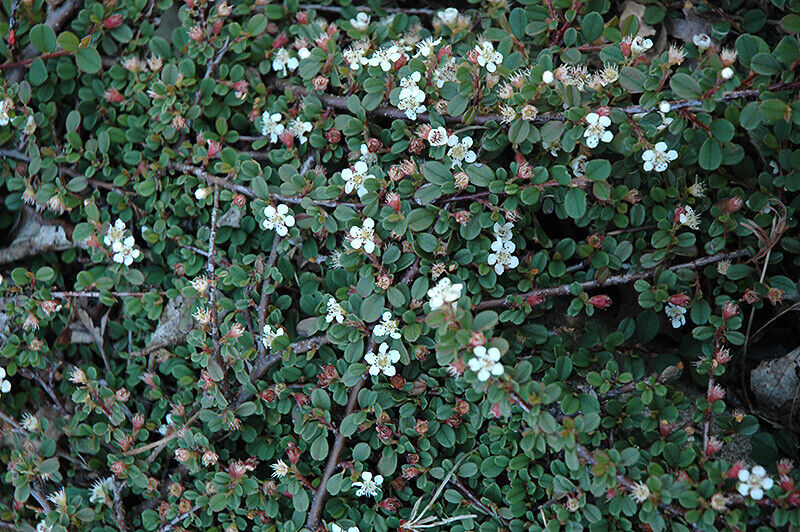 1 PIANTA DI COTONEASTER COTOGNASTRO DAMMERI STREIB'S FINDLING VASO 12CM Semprev