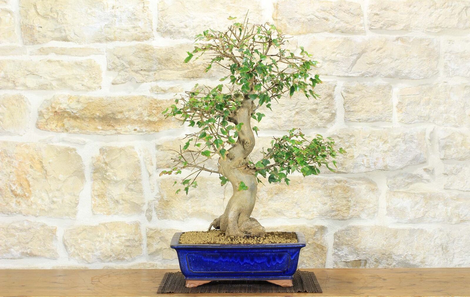 Bonsai di Acero Tridente (24)