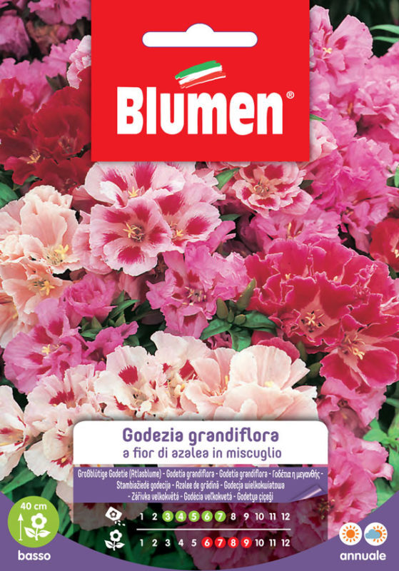 Blumen. Semi di Godezia Grandiflora