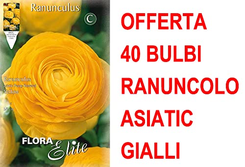 Offerta 40 Bulbi Ranuncolo Asiatic Yellow Bulbs Bulbes