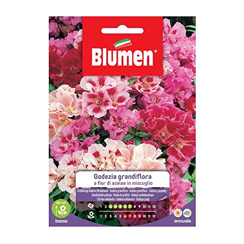 Semi Godetia Grandiflora A Fior Di Azalea Blumen