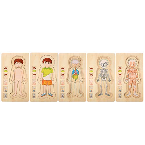 Zerodis Struttura Del Corpo Umano Jigsaw Puzzles Toy Puzzle Di Legno Mattone Legno Educativo Precoce Non Tossico Rispettoso Dell'Ambiente Baby Brick T