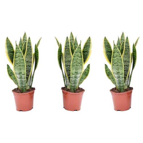 Plant In A Box - Sansevieria Trifasciata 'Futura Superba' - Set Di 3 - Lingua Di Suocera - Vaso 12Cm - Altezza 35-40Cm